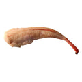 Wild Monkfish Tail, Fresh, 1-2kg Reach Food Service Ltd SEAF-FRFI-0000073-147