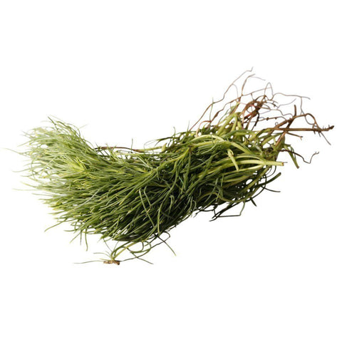Monk's Beard, x 1 Bunch Nature's Choice Ltd GRGR-HERB-0000449-147
