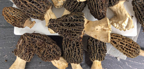 Morel Mushrooms