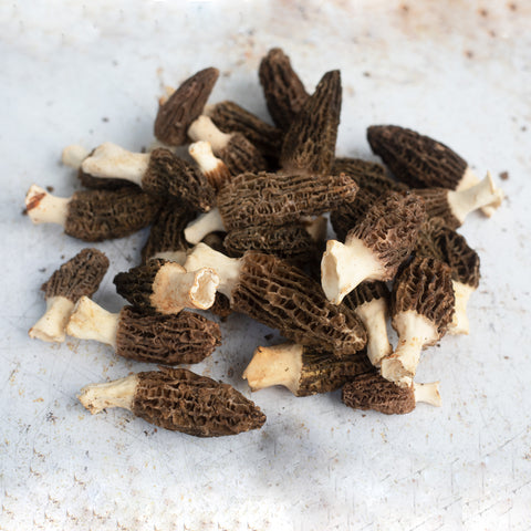 Morels