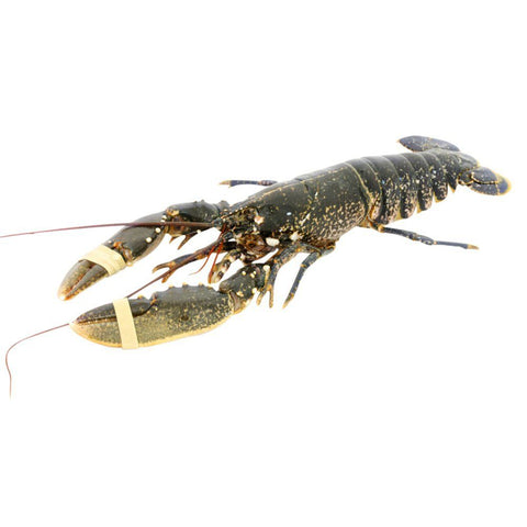 Native Lobster, Live, 2 x 600-800g Reach Food Service Ltd SEAF-SPSH-0000034-147