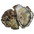 Rock Oysters, Fresh, x 25 Reach Food Service Ltd SEAF-SPSH-0000188-147