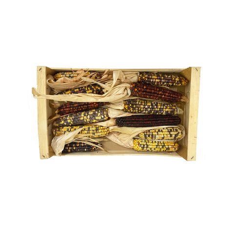 Ornamental Corn, 10pcs Nature's Choice Ltd Ornamental Corn