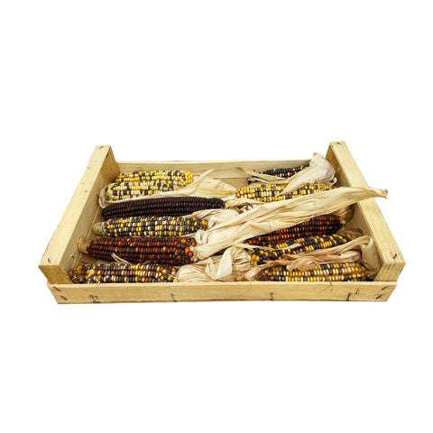 Ornamental Corn, 10pcs