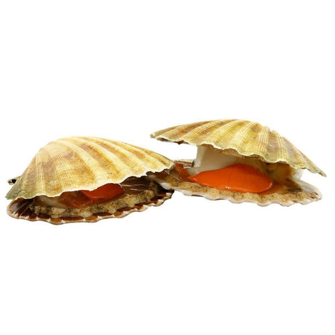 Live Scallops in Shell x 10, Large, Diver Caught Reach Food Service Ltd SEAF-SPSH-0000174-147