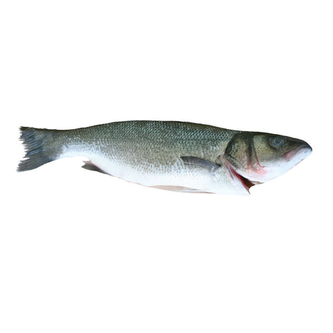 Sea Bass, Fresh, 2-3kg Reach Food Service Ltd SEAF-FRFI-000-35776-147-2-3