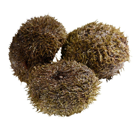 Fresh Sea Urchins, 3kg