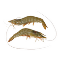 Tiger Prawns, Fresh, 2kg (20/30 per kg) Reach Food Service Ltd SEAF-SPSH-0000545-147