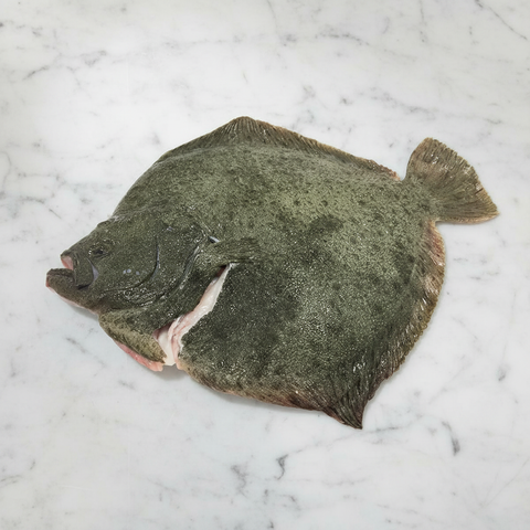 Turbot, Whole, Fresh, 1-2kg Reach Food Service Ltd SEAF-FRFI-0000117-147