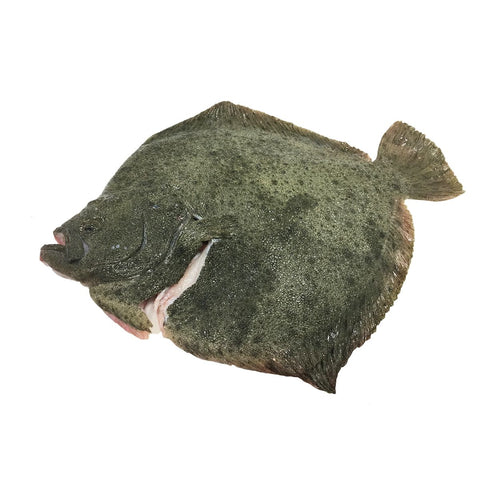 Turbot, Whole, Fresh, 1-2kg Reach Food Service Ltd SEAF-FRFI-0000117-147