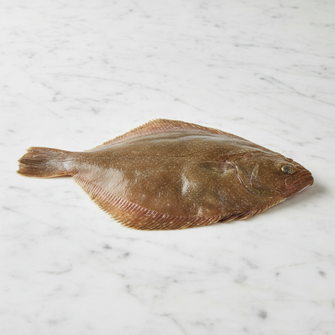 Whole Brill, Fresh, 1-2kg Reach Food Service Ltd SEAF-FRFI-0000168-147