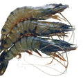Whole Tiger Prawns, Frozen Raw, (Gross Weight: +/-1kg, Net Weight: +/-700g, 16-20) Reach Food Service Ltd SEAF-FRFS-0000185-148