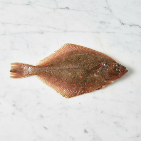 Wild Plaice, 2 x +/- 450-650g Reach Food Service Ltd SEAF-FRFI-0003498-147