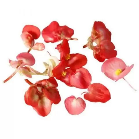 Buy Edible Apple Blossom Flowers Online London Uk Buy Edible Apple Blossom Flowers Online London Uk