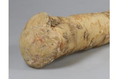Up Close: Horseradish Root