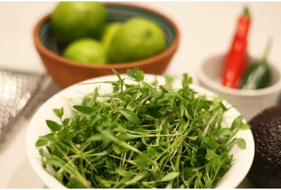 micro coriander