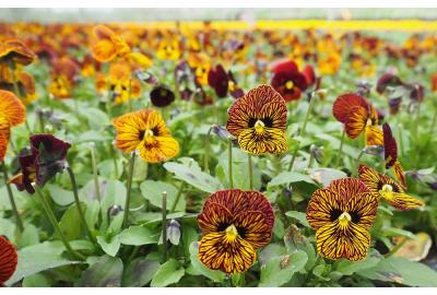 Edible Flowers and Micro-Herbs at Westlands