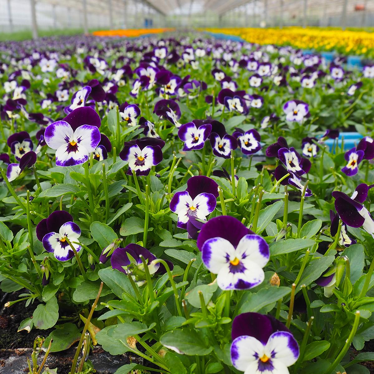 Guides And Features The Season S Best Edible Flowers