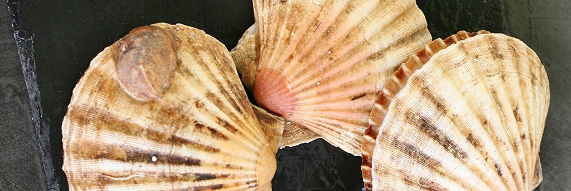 Buy Fresh & Frozen Scallops Online