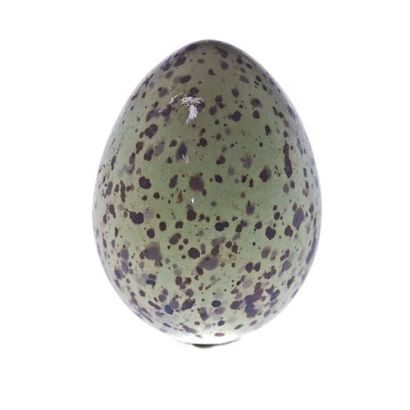 Buy Wild Gull's Eggs Online at Fine Food Specialist & in London UK