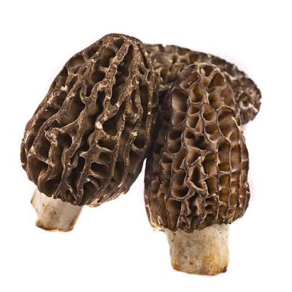Buy wild morel mushrooms online & in London UK