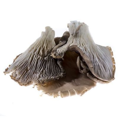 Grey Oyster Mushrooms, 1kg
