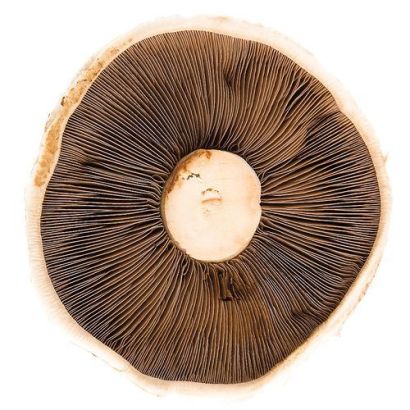 Portobello Mushrooms, 1.5kg