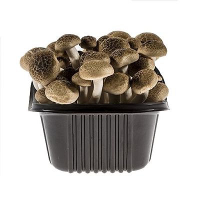 Hon Shimeji Mushrooms, 300g