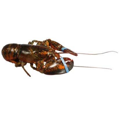 Canadian Lobster, Live, Small, 2 x 550-600g