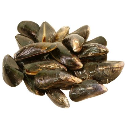Buy Live Mussels Online & in London UK