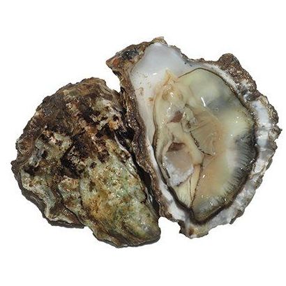 Rock Oysters, Fresh, x 25
