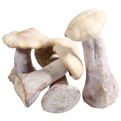 Pied Bleu Mushrooms, Fresh