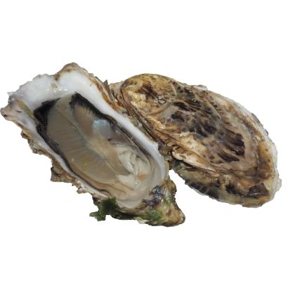 Fine Claire Oysters, Fresh, x 24
