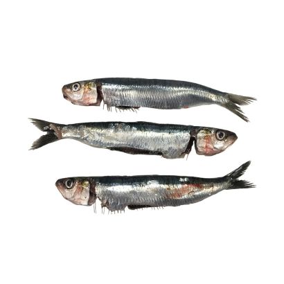 Sardines, Scaled & Gutted, Fresh, +/-2kg