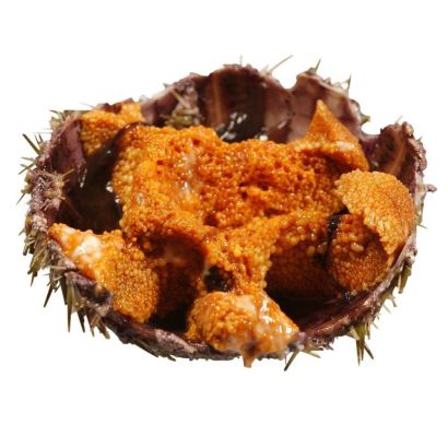 Fresh Sea Urchins, 3kg