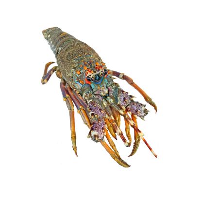 Rock Lobster, Frozen, 2 x 400-600g