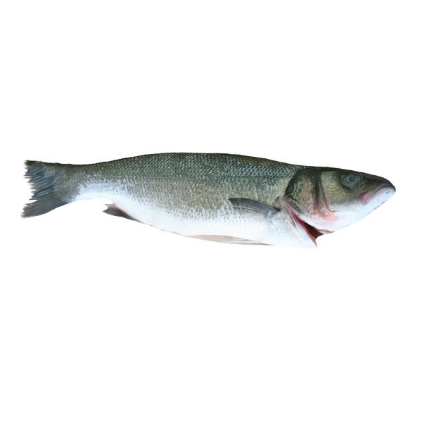 Buy Fresh Wild Line-caught Sea Bass Online UK