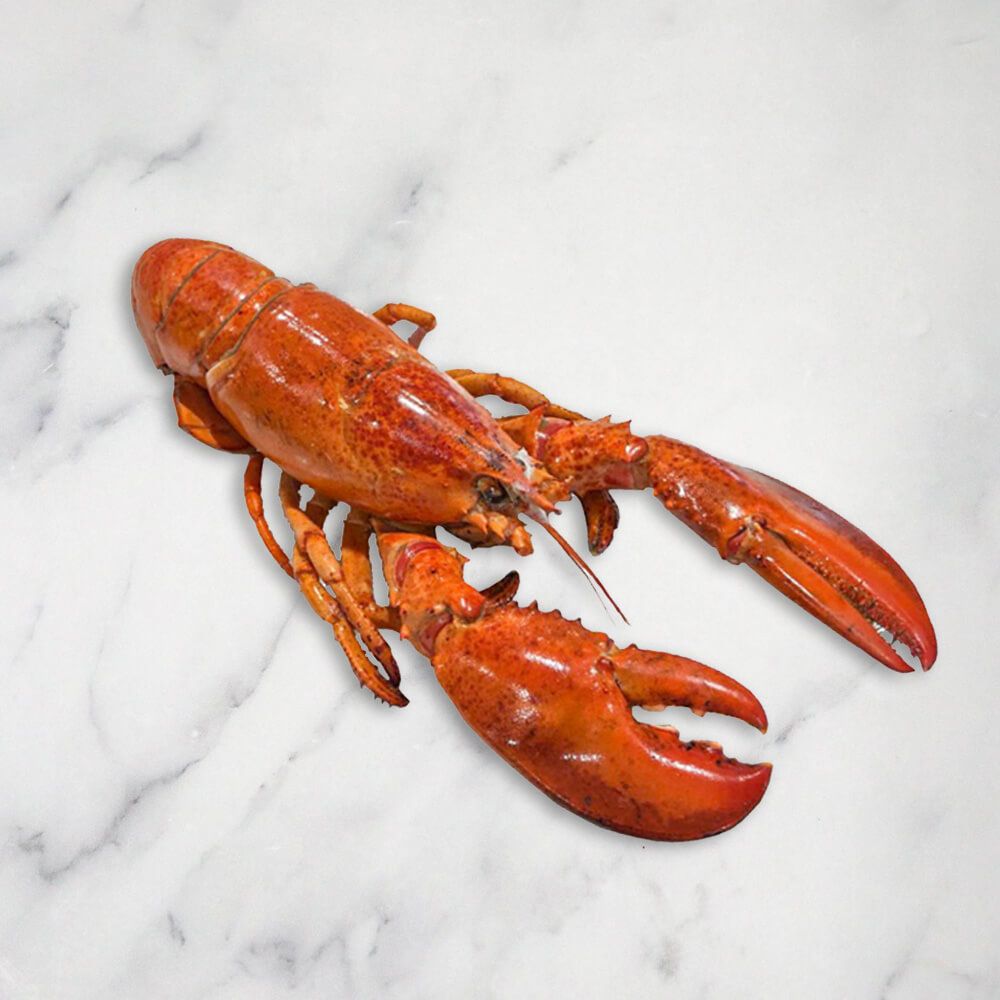 Cooked Lobster