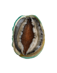 Small Australian Abalone