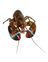 Canadian Lobster, Large, Live, 2 x 650-800g