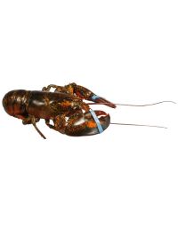 Canadian Lobster, Live, Small, 2 x 550-600g