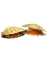 Buy Fresh Live Scallops in Shells Online & in London UK