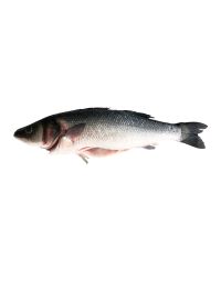 Sea Bass, Fresh, 800g-1kg