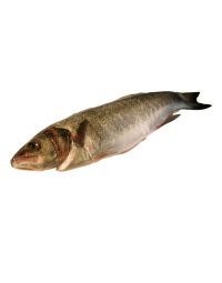 Sea Bass, Filleted, Fresh, 1-2kg