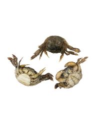 Baby Rice Crabs, Frozen, +/-500g