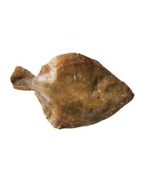 Whole Brill, Fresh, 1-2kg