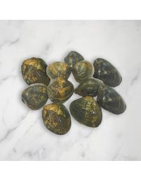 Palourde Clams
