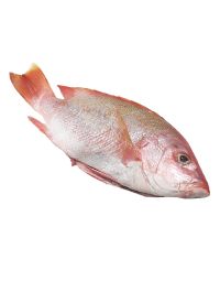 Red Snapper, Fresh, 2-3kg-Scaled Gutted + Whole