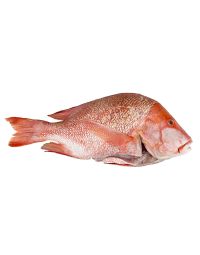 Red Snapper, Fresh, 2-3kg