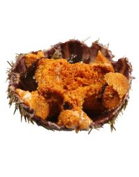 Fresh Sea Urchins, 3kg